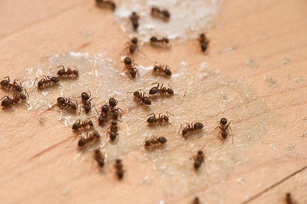 Best Residential Pest Control  in Encinal, TX